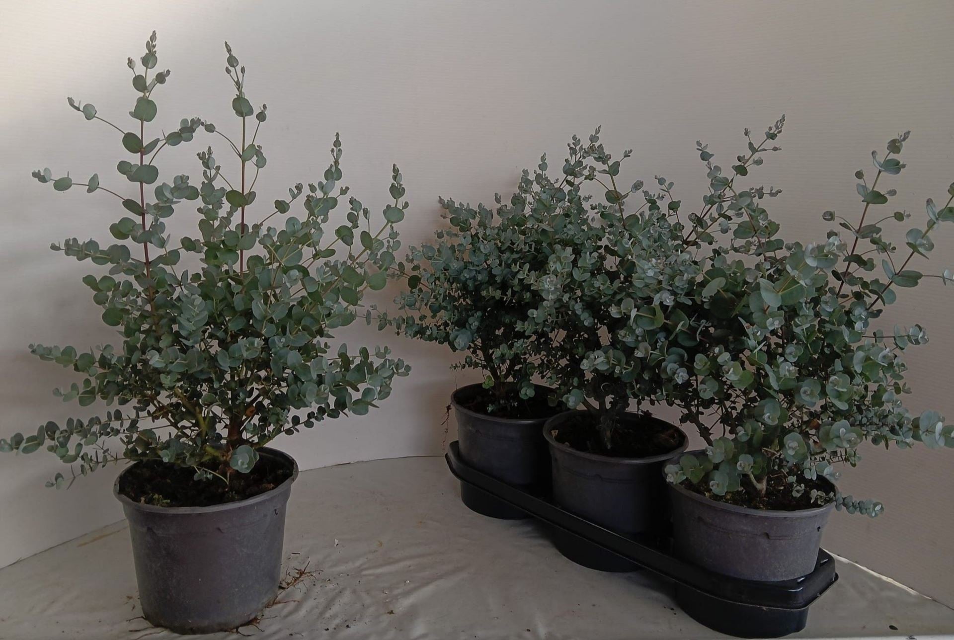 Eucalyptus gunnii