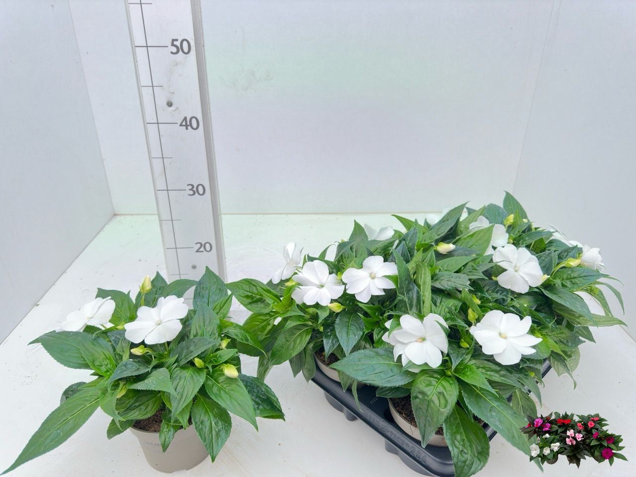 Impatiens