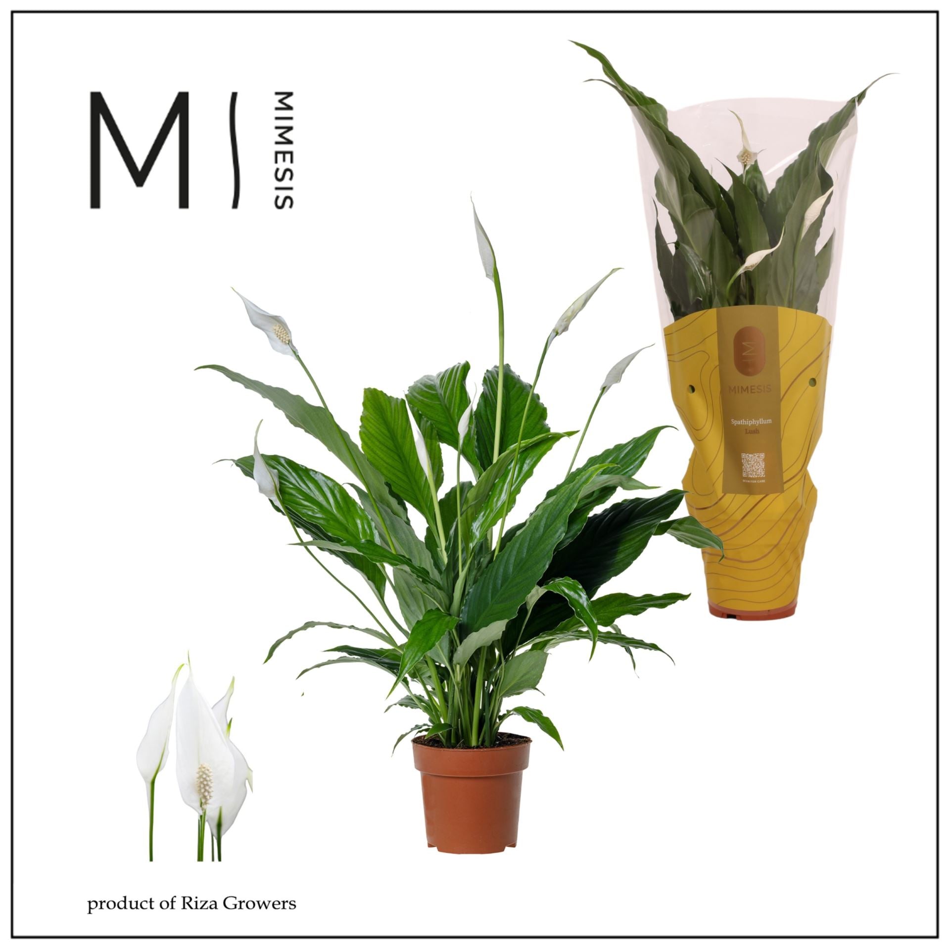 Spathiphyllum