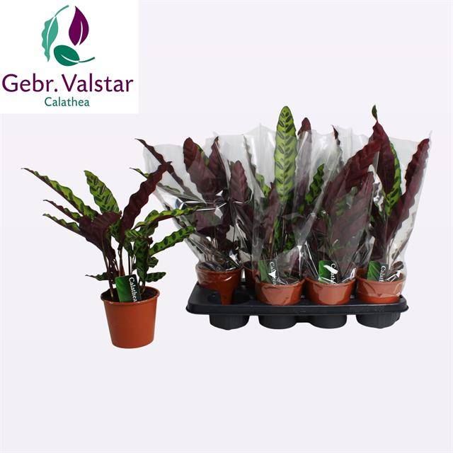 Calathea lancifolia