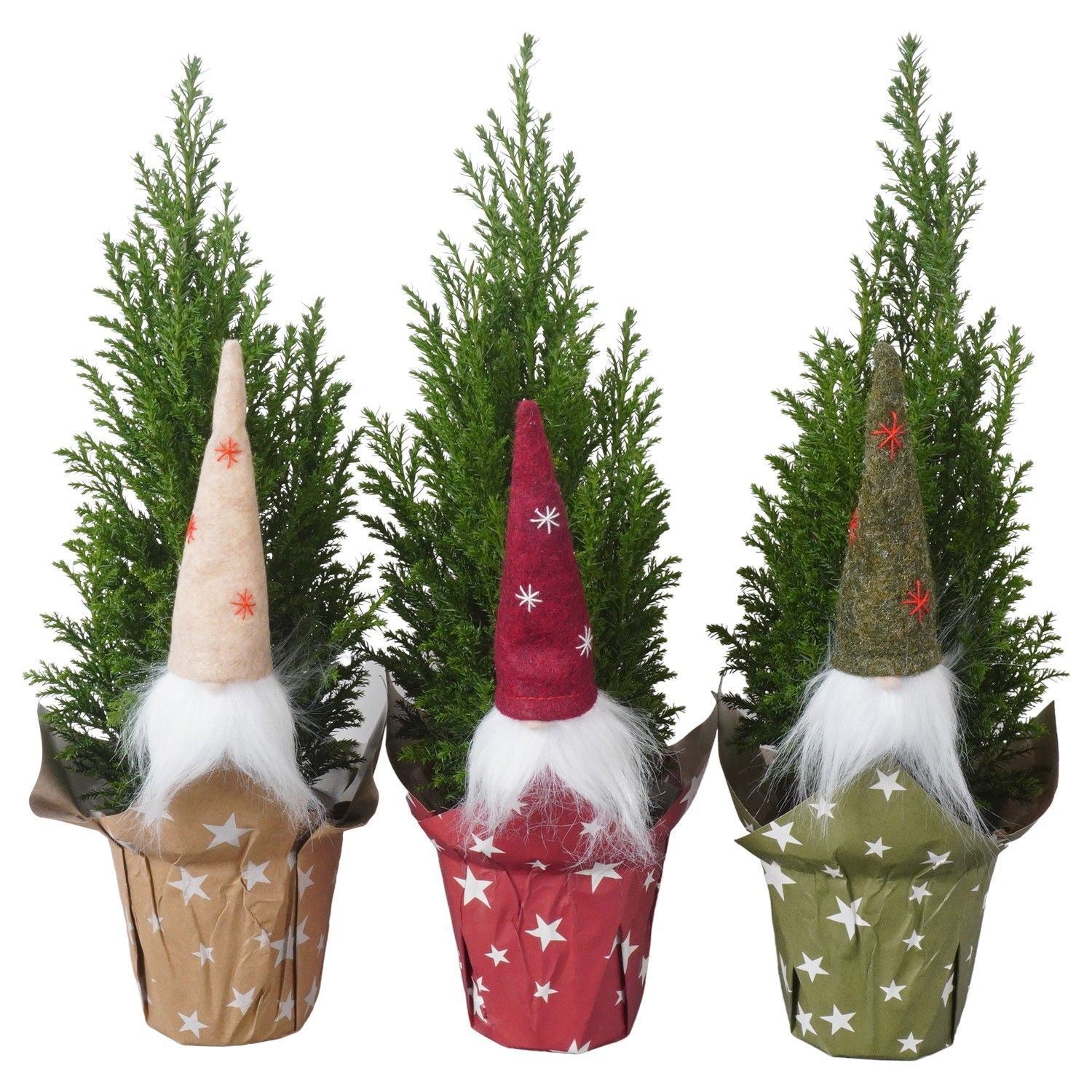 Chamaecyparis lawsoniana ‘Ellwoodii'