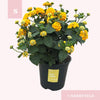 Lantana camara