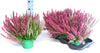 Erica gracilis