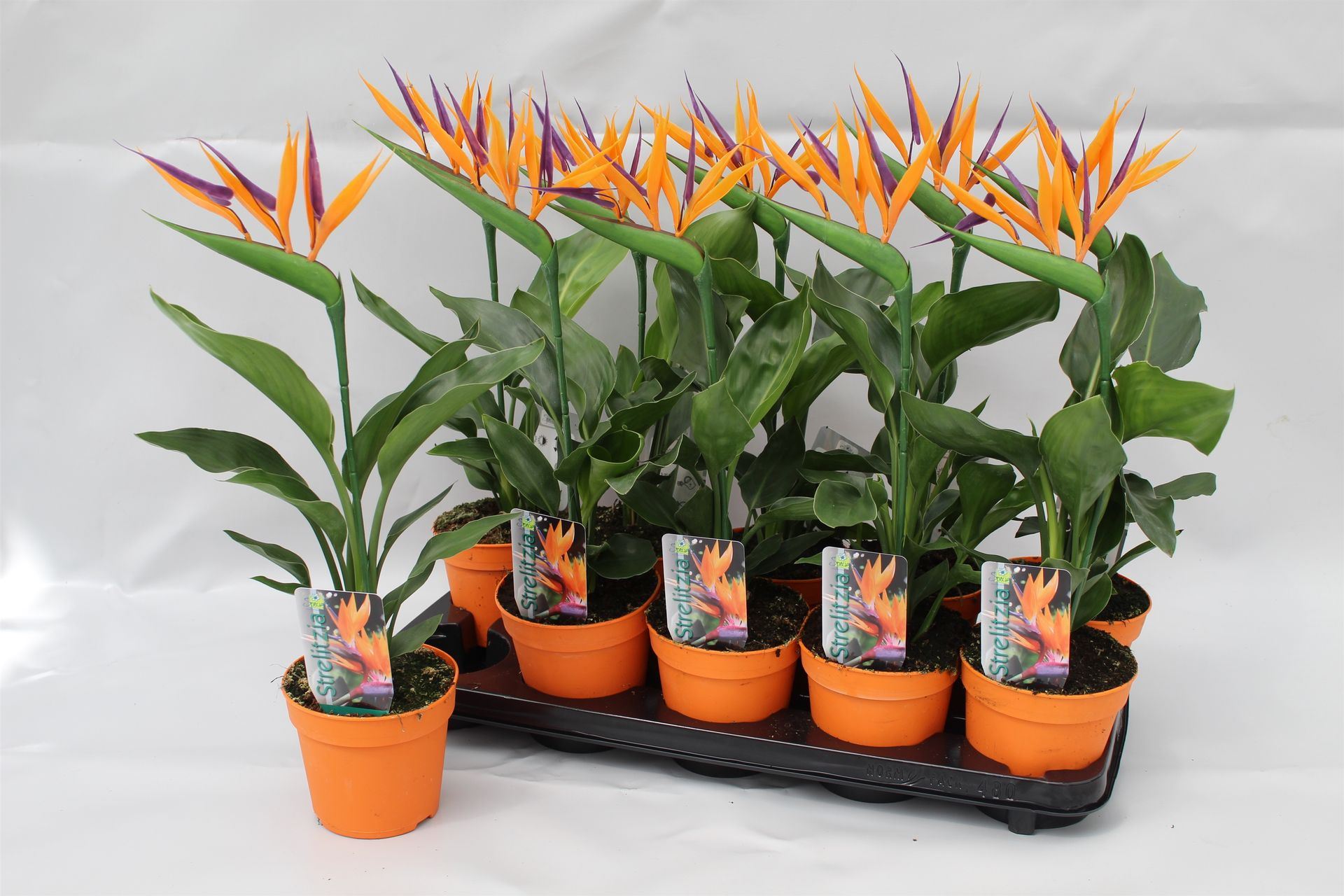 Strelitzia