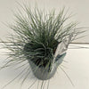 Festuca glauca ‘Elijah Blue’