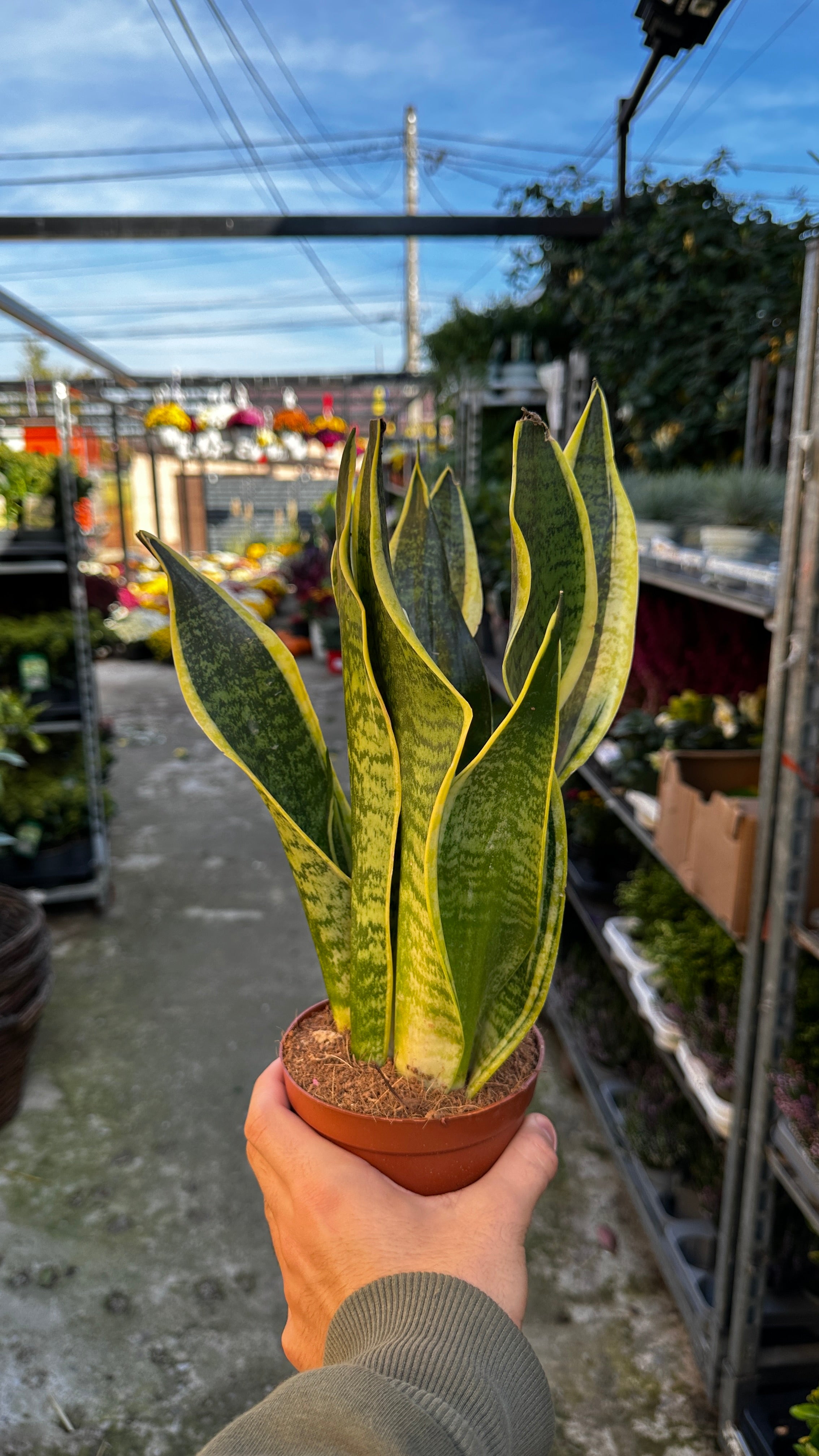 Sansevieria