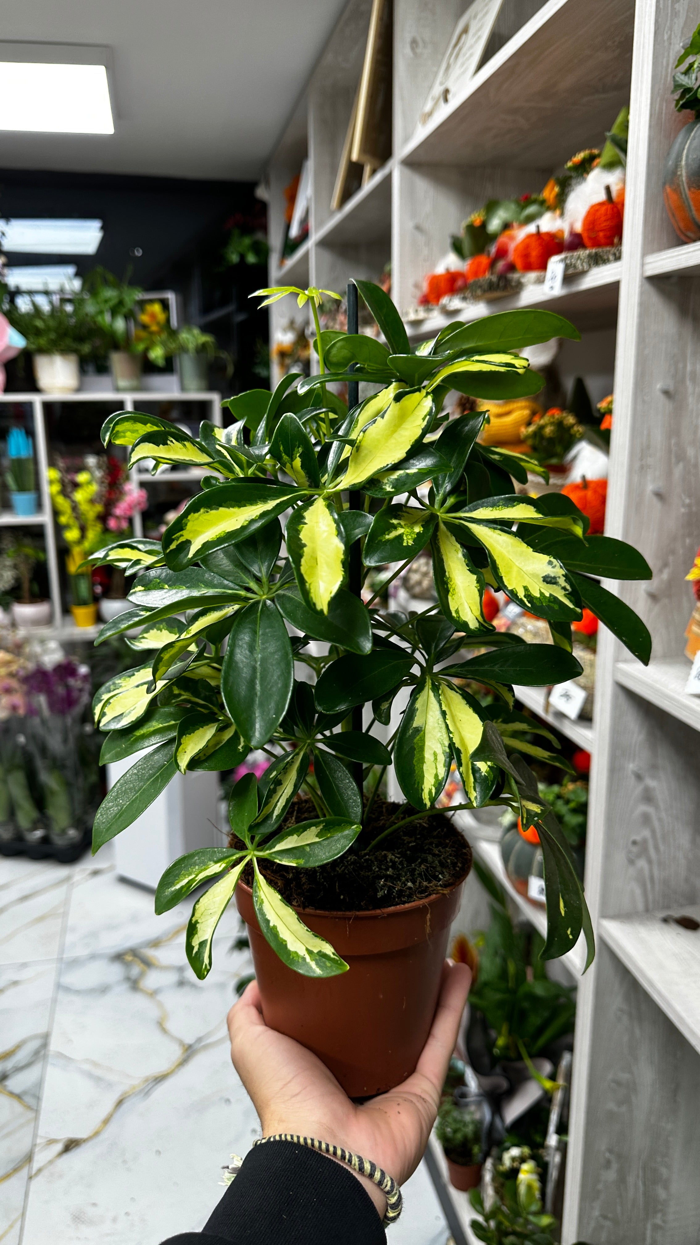 🌿 Planta Umbrelă