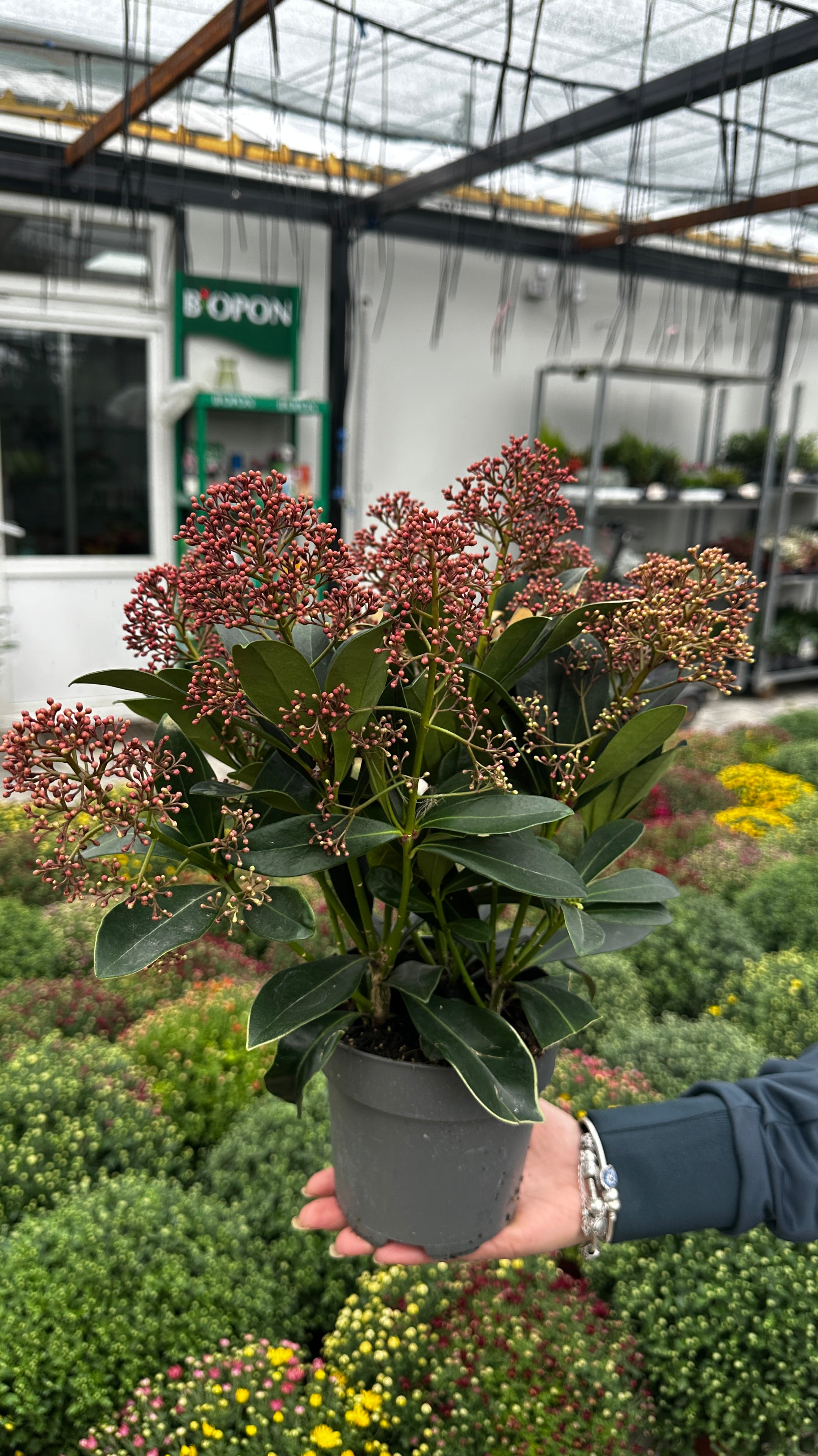 Skimmia japonica