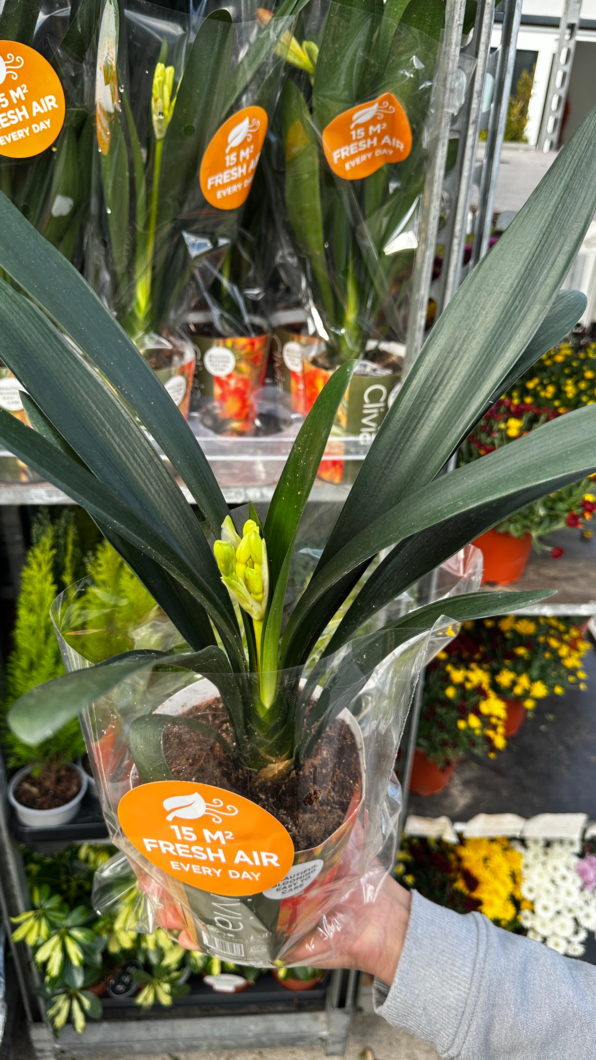 Clivia