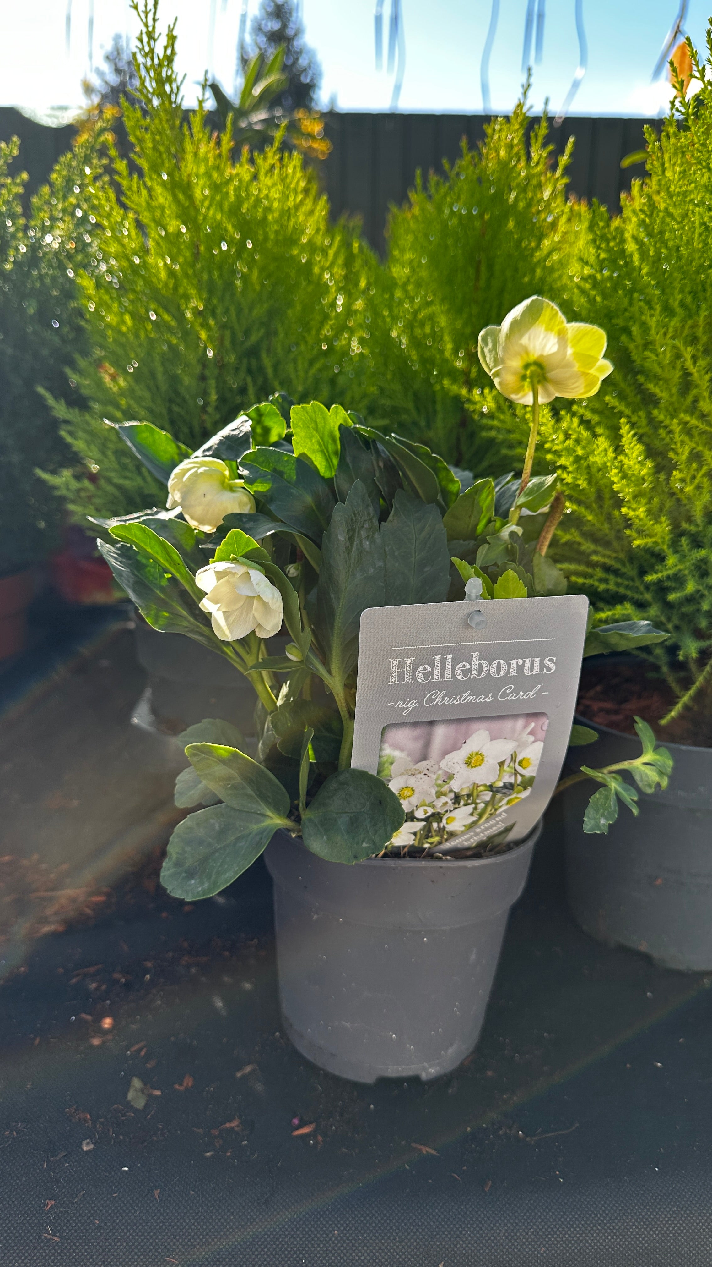 Trandafirul de iarnă