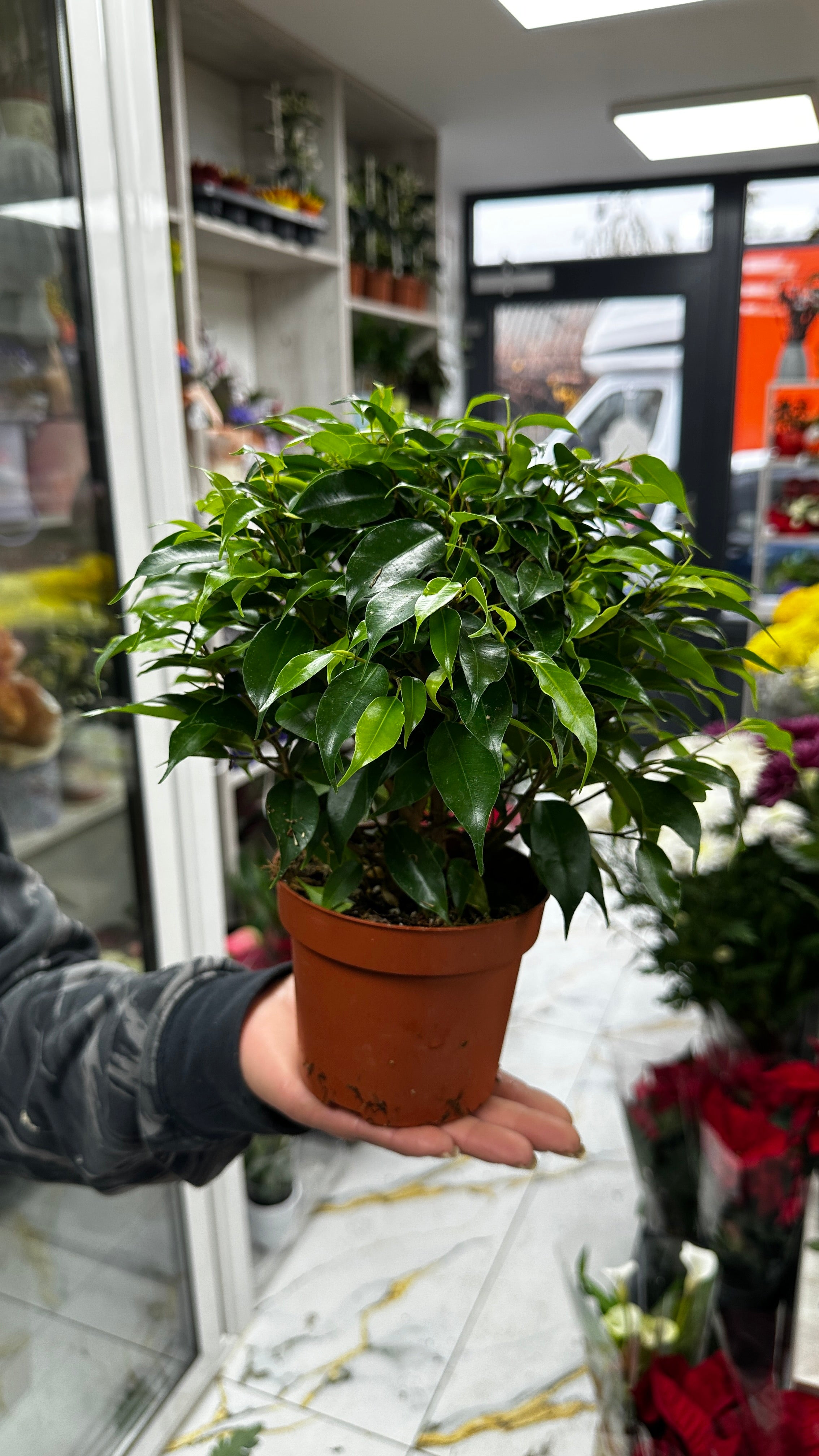 Micul grădinar de apartament