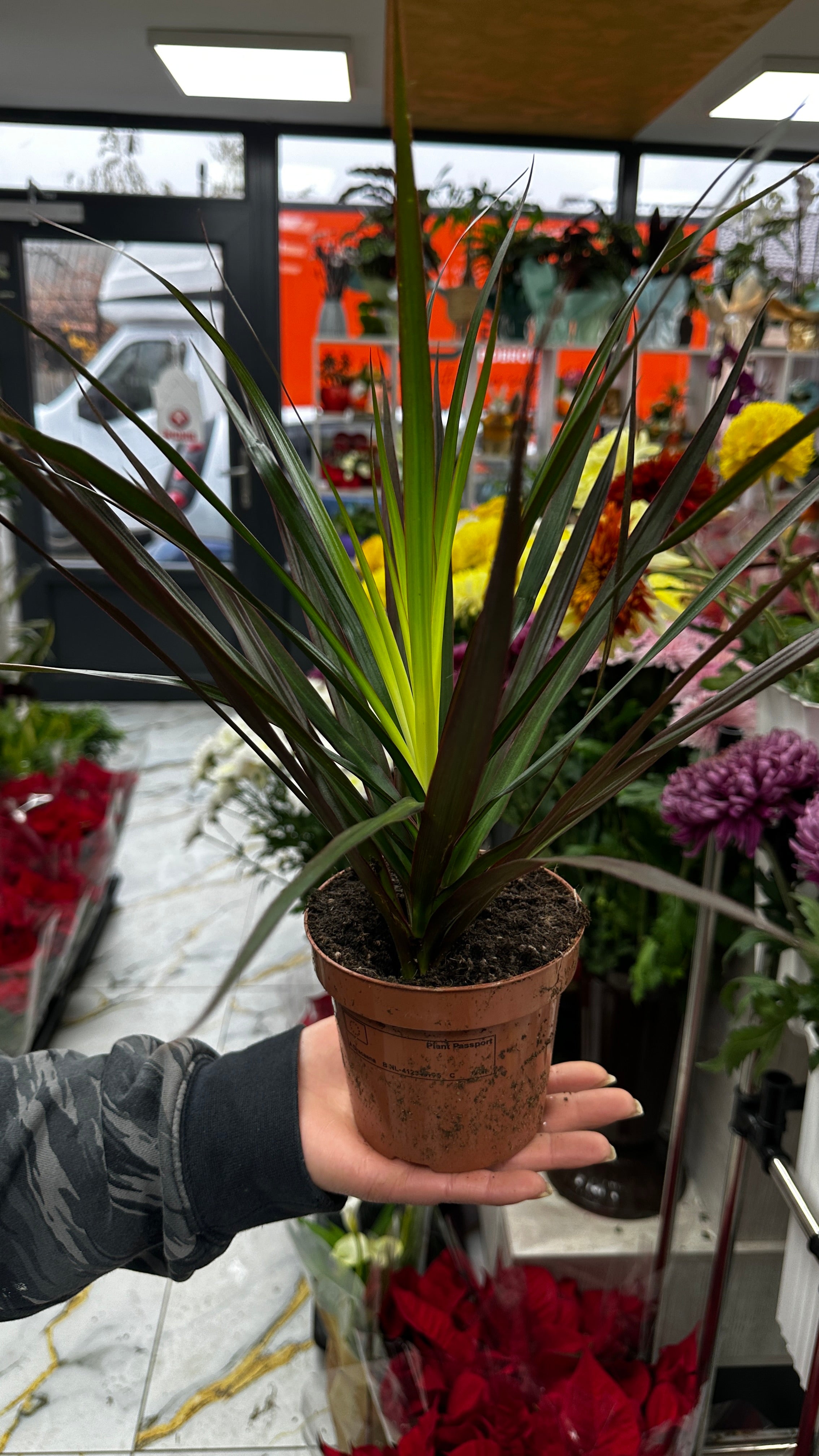 Micul grădinar de apartament