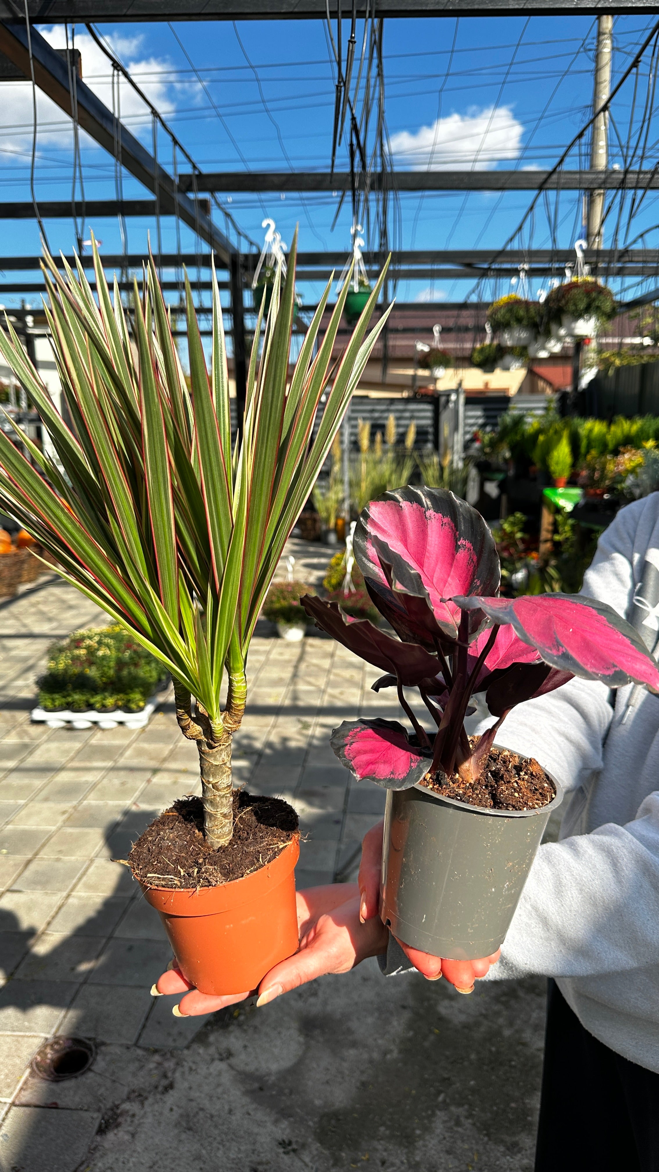 Set: Dracaena/Calathea