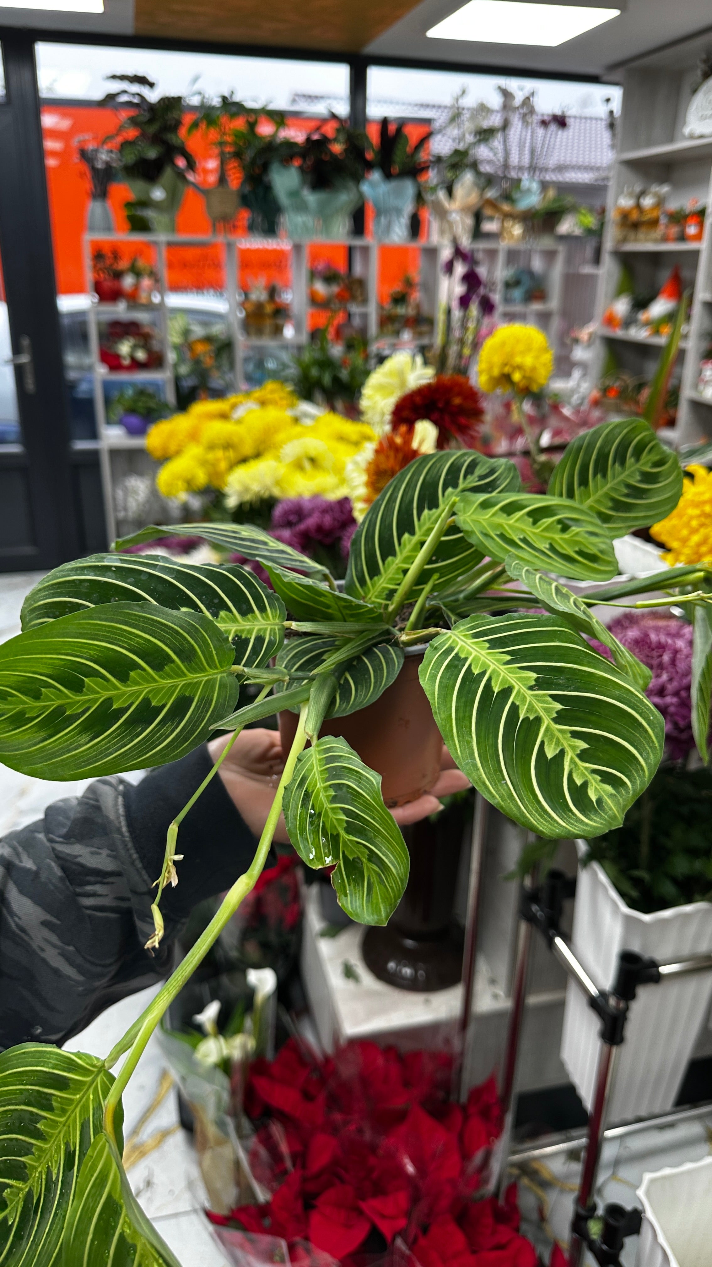 Micul grădinar de apartament