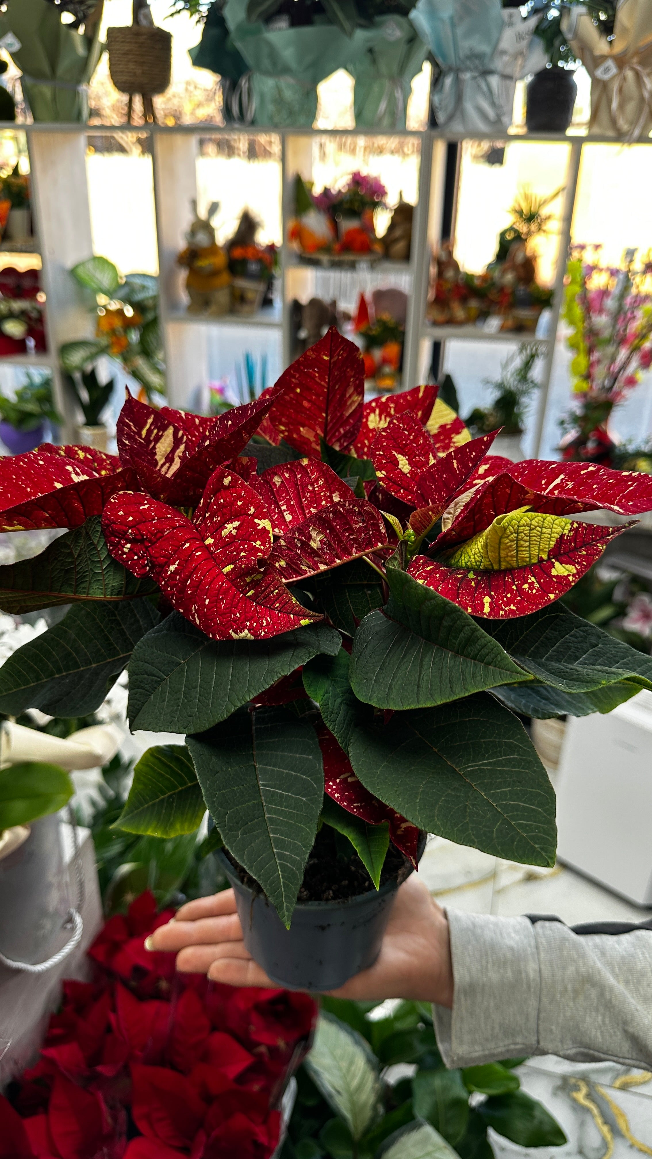 Crăciuniță pătată