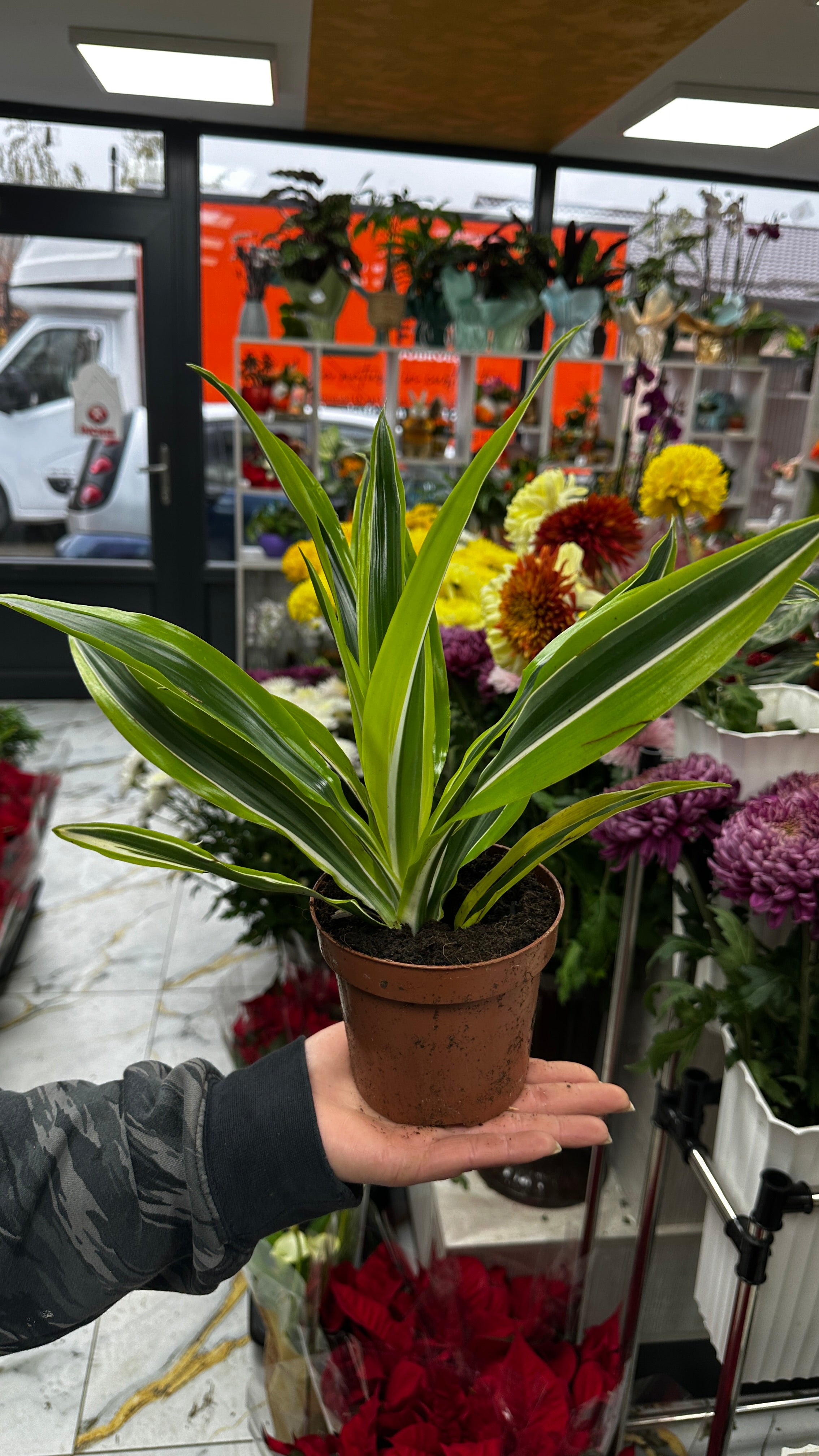 Micul grădinar de apartament