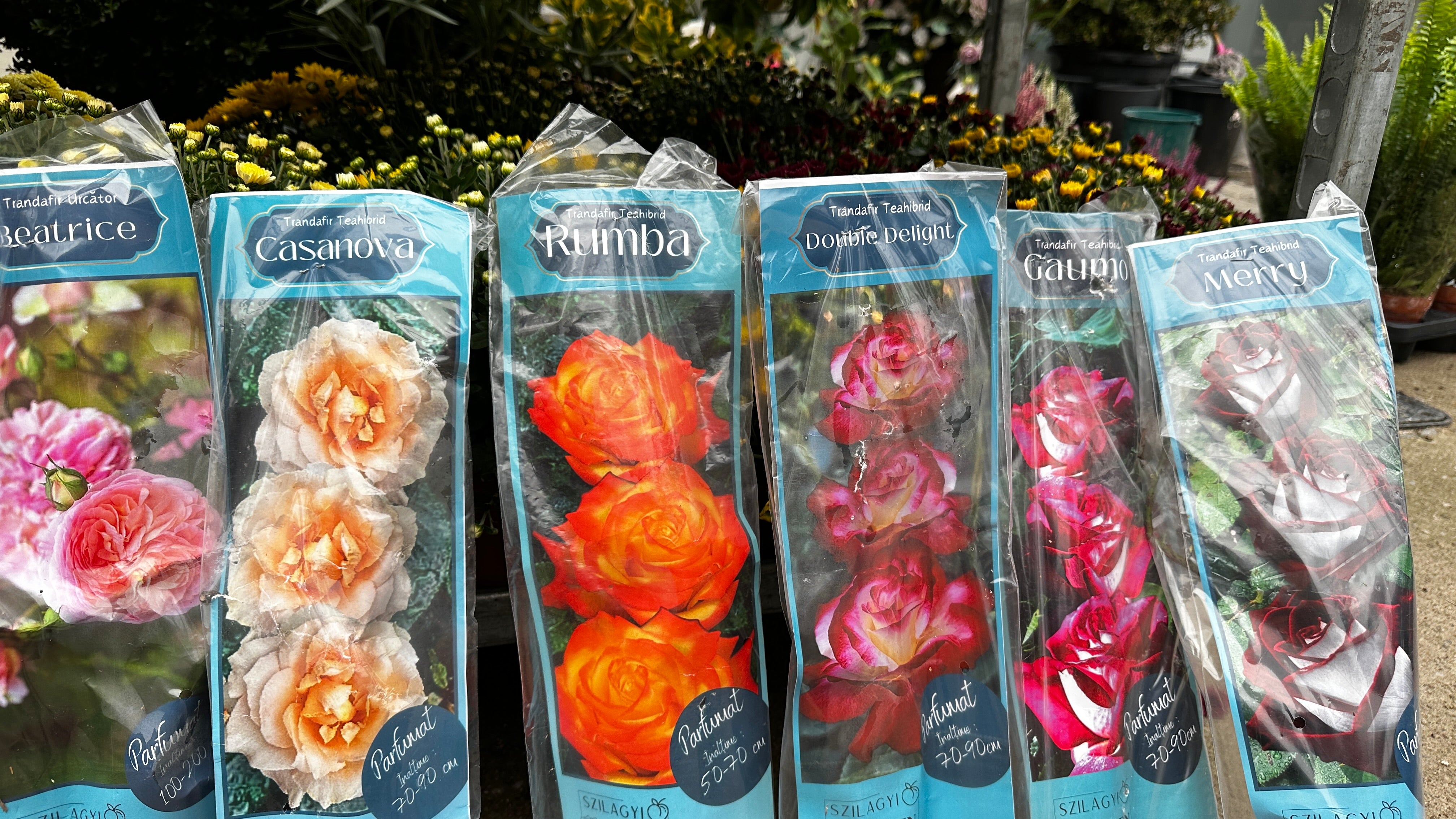 Set mixt 10 trandafiri