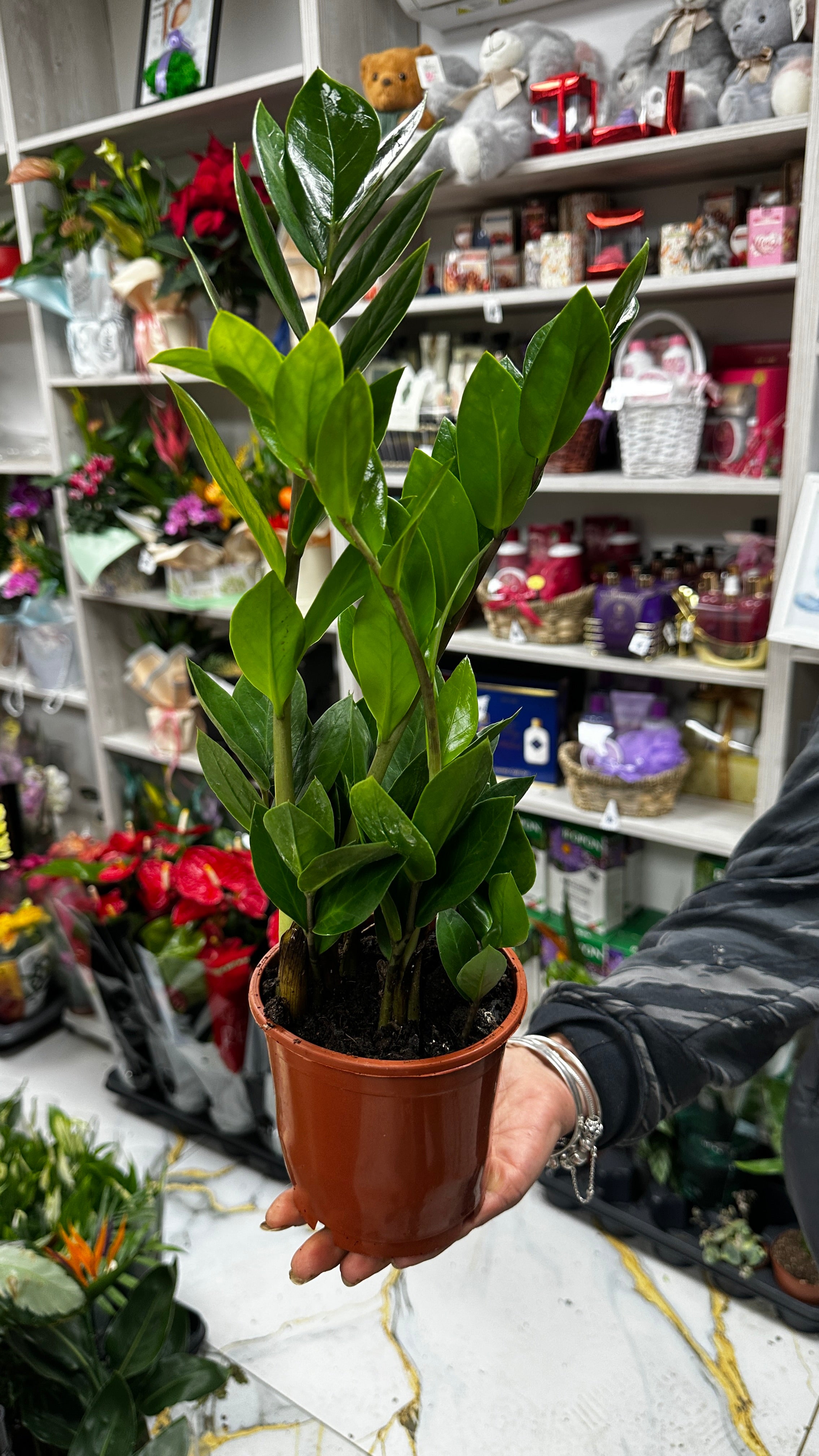 Zamioculcas