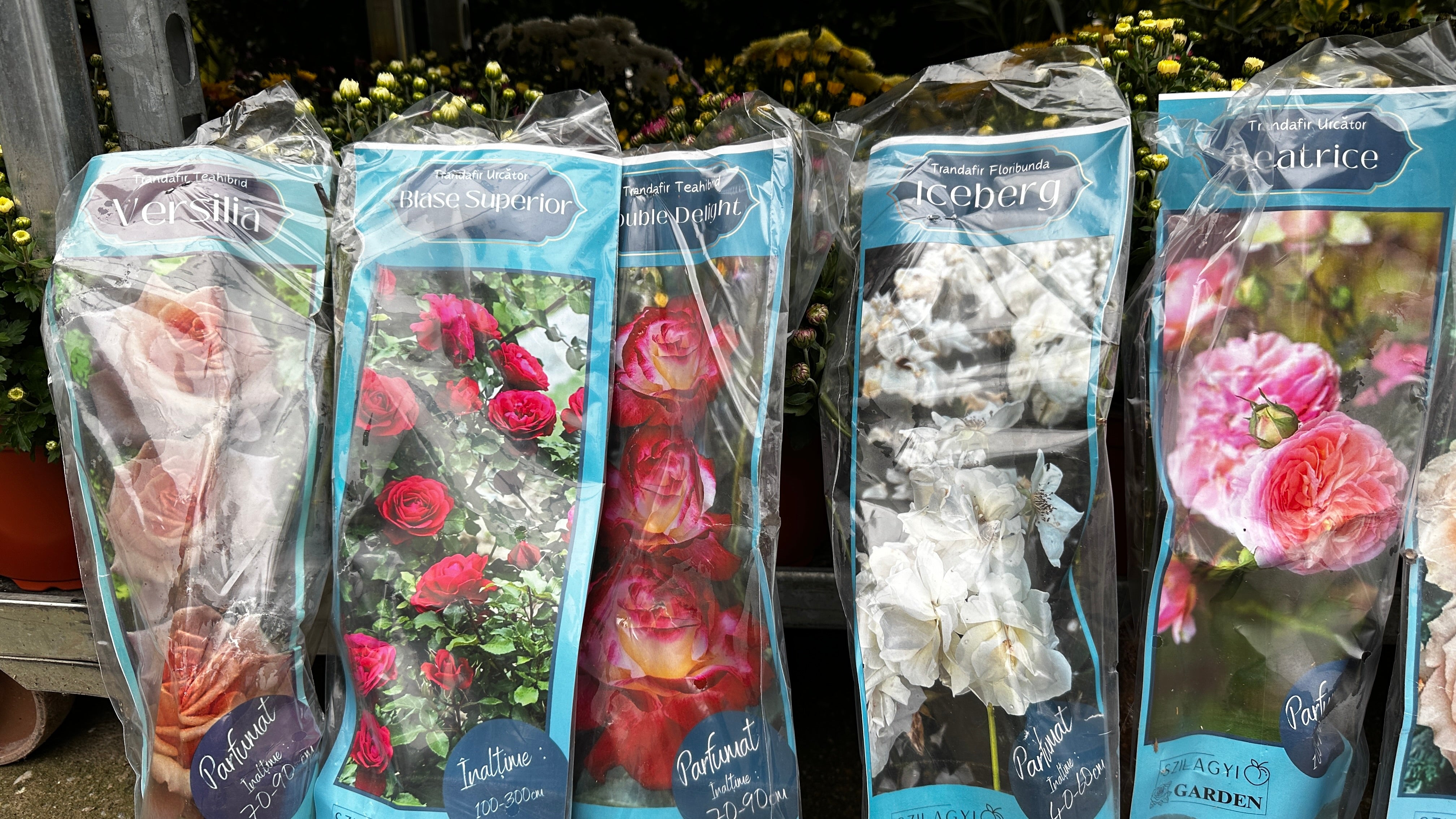 Set mixt 10 trandafiri