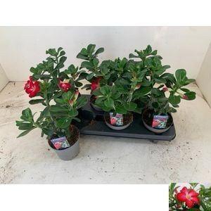 Trandafirul deșertului