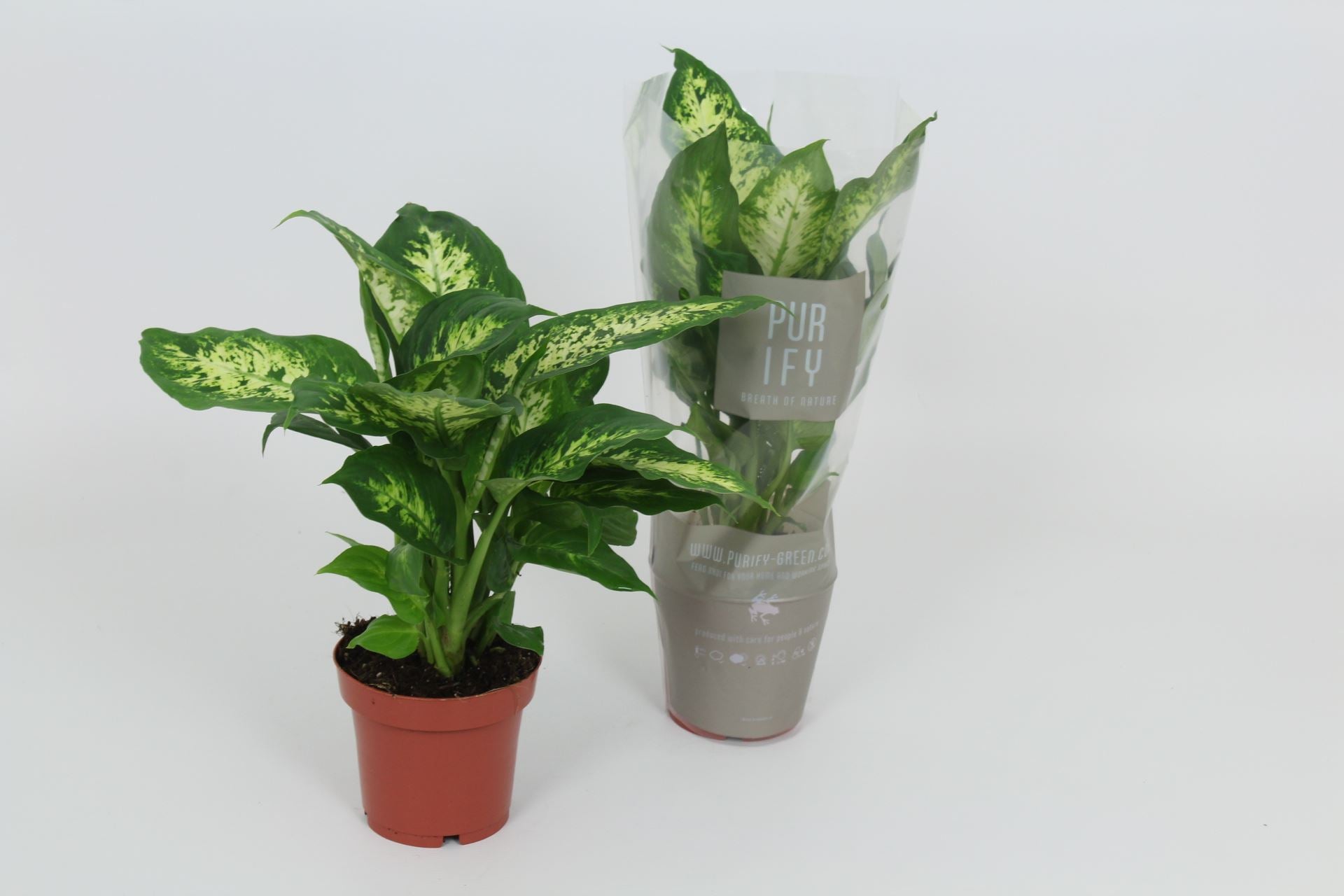 🌿 Dieffenbachia