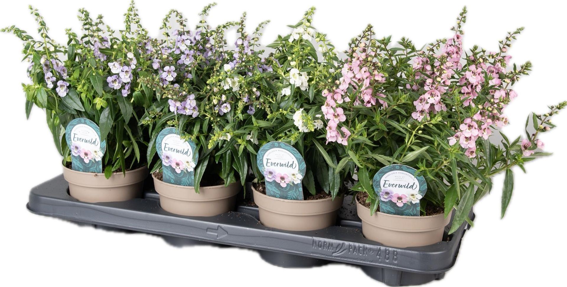 Angelonia