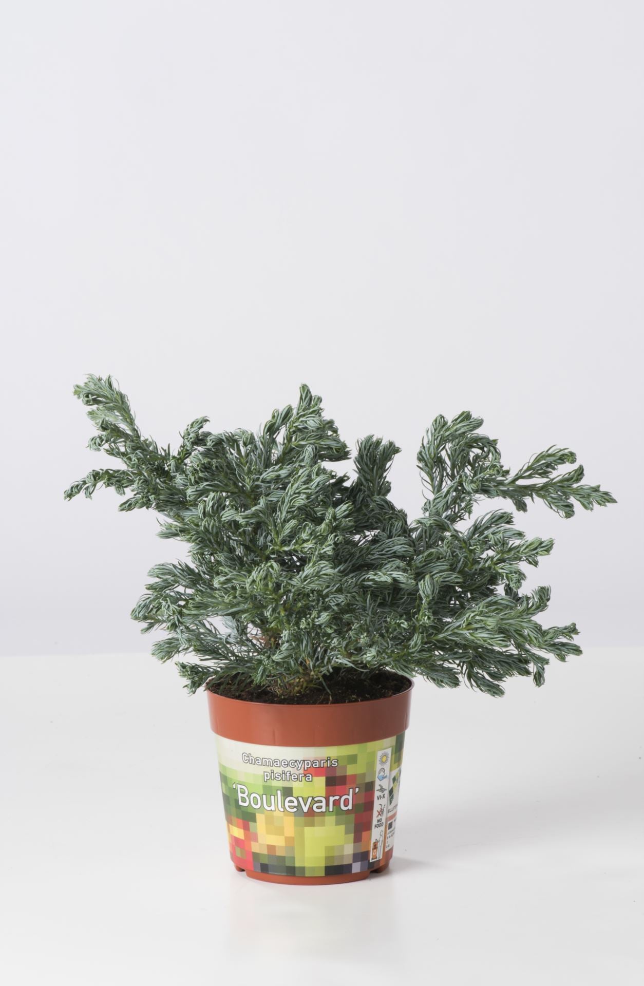 Chamaecyparis pisifera