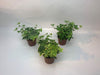 Hedera helix