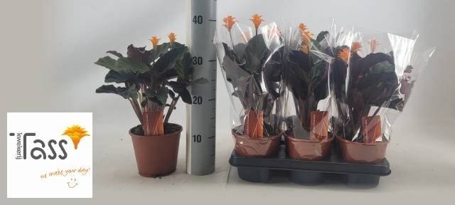 Calathea crocata