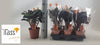 Calathea crocata