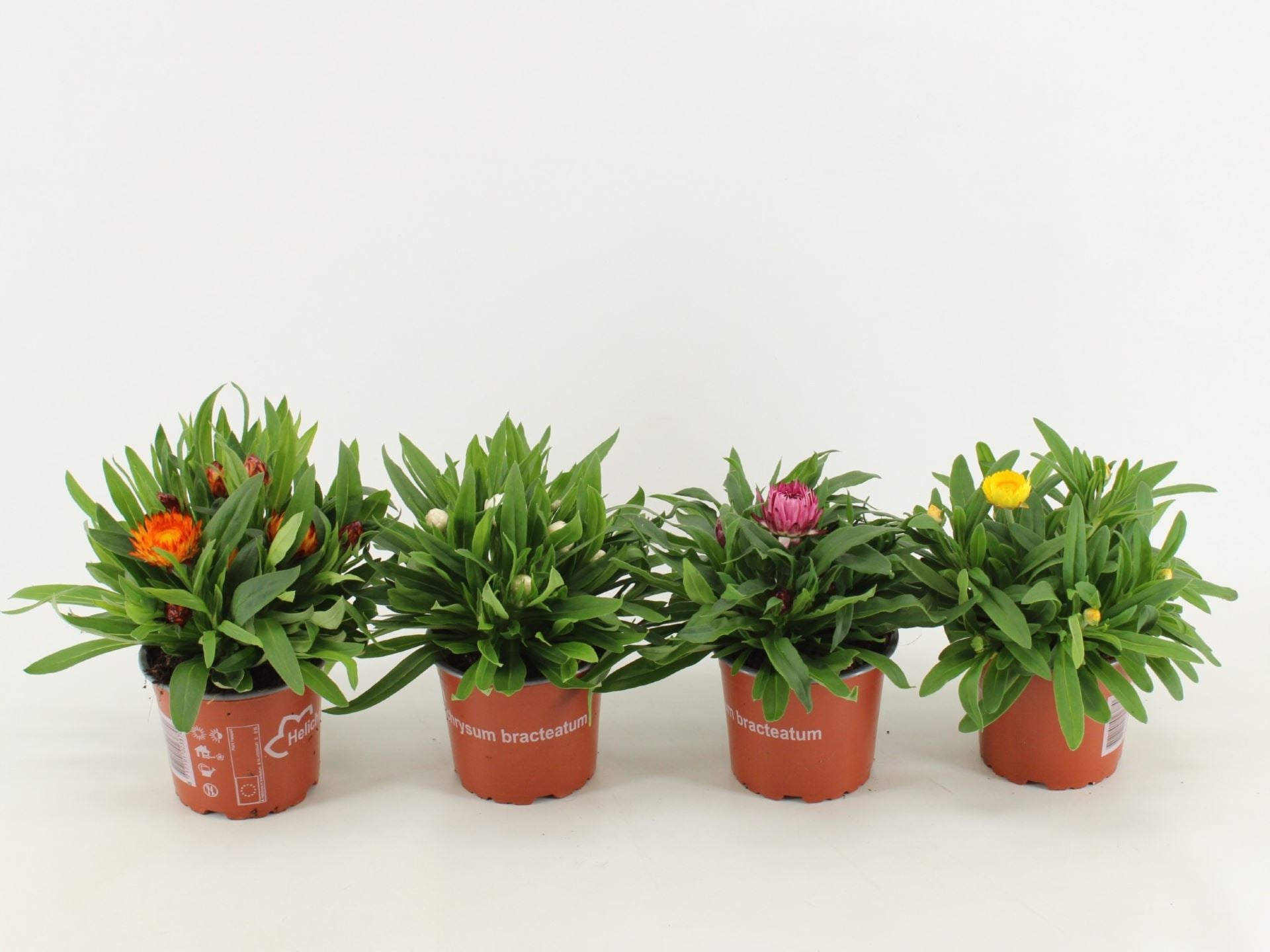 Bracteantha
