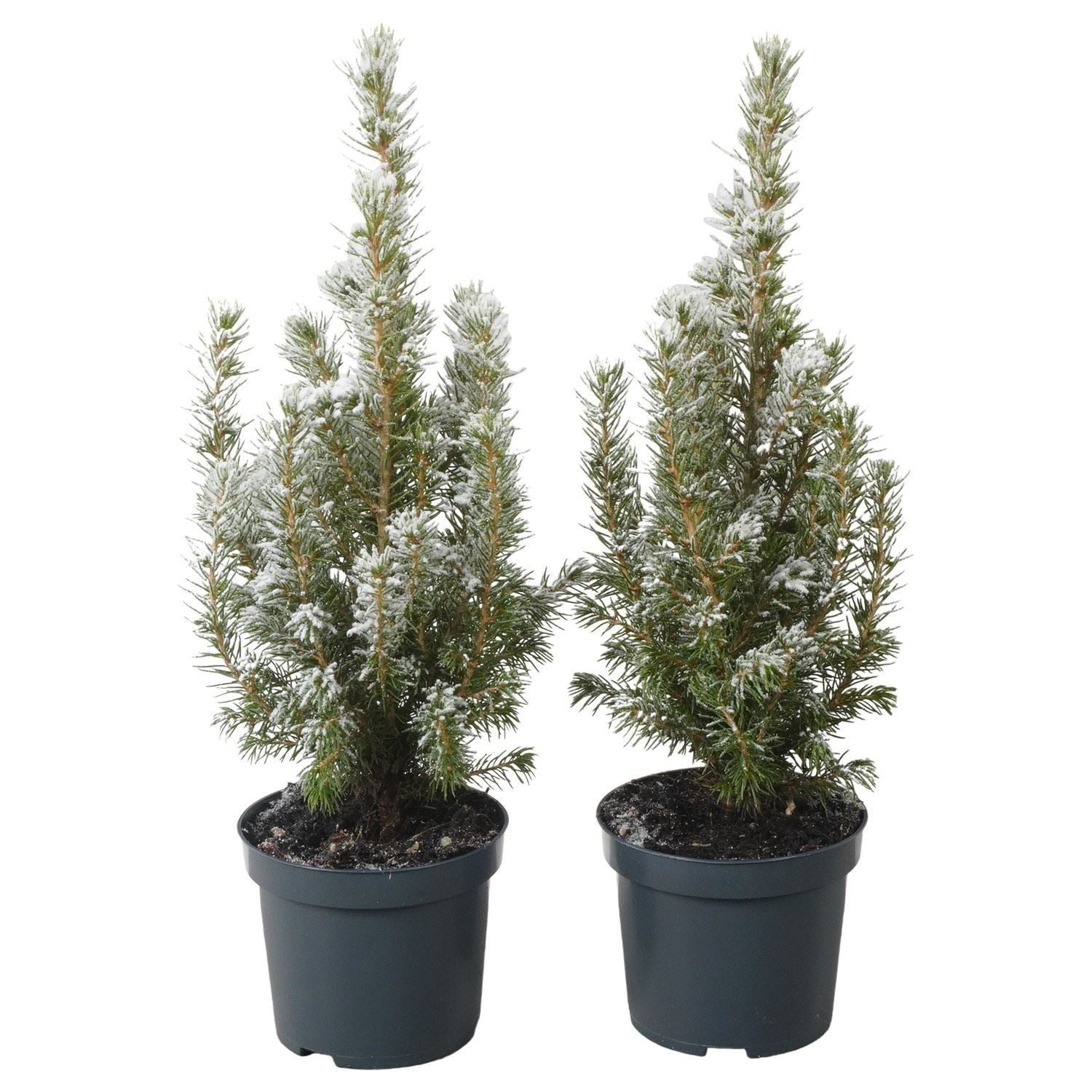 Picea glauca