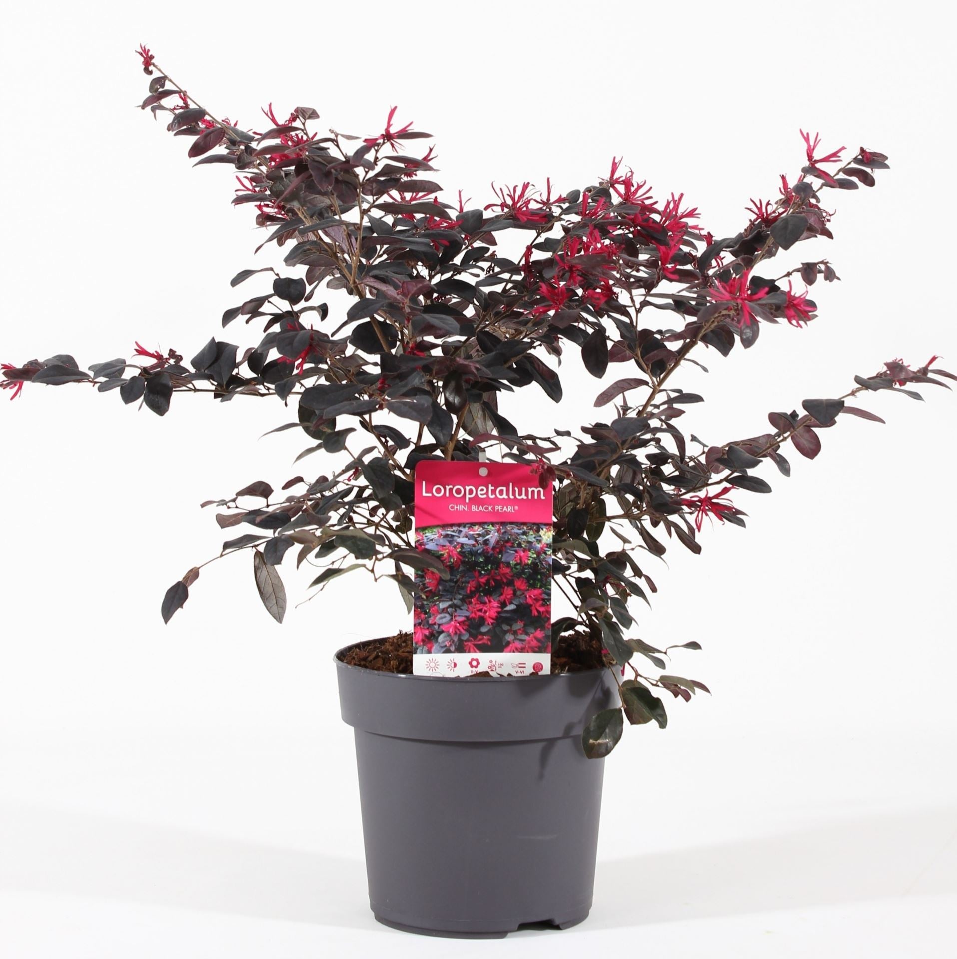 Loropetalum chinense ‘Black Pearl’