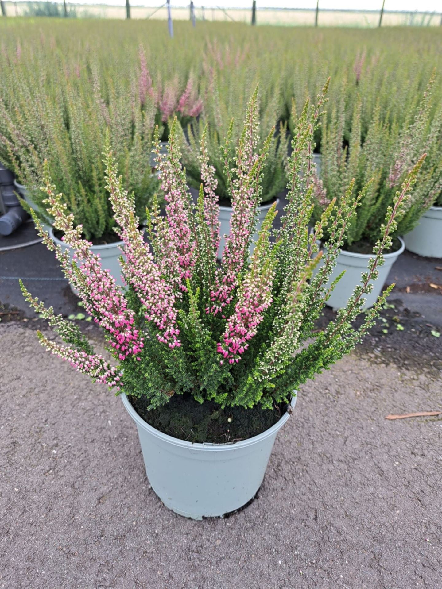 Calluna