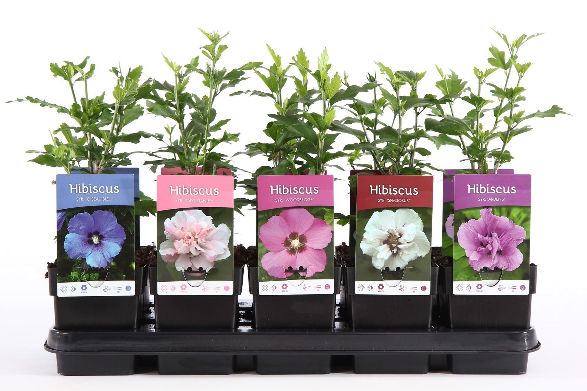 Hibiscus De Gradina